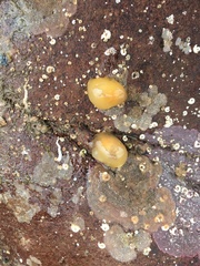Doris pseudoargus