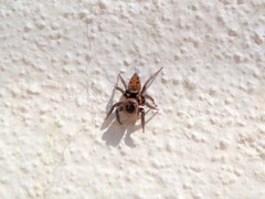 Hasarius adansoni