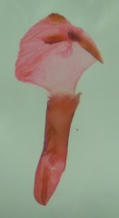 Eupithecia nimbicolor