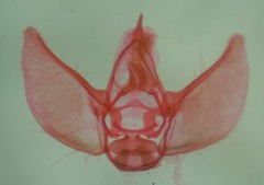 Eupithecia nimbicolor