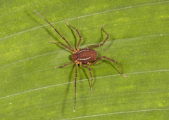Holovonones compressus