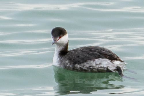 Foto de Horned Grebe