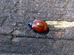 Plagiodera erythroptera