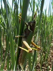 Coryacris angustipennis