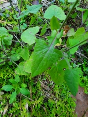 Emilia sonchifolia image