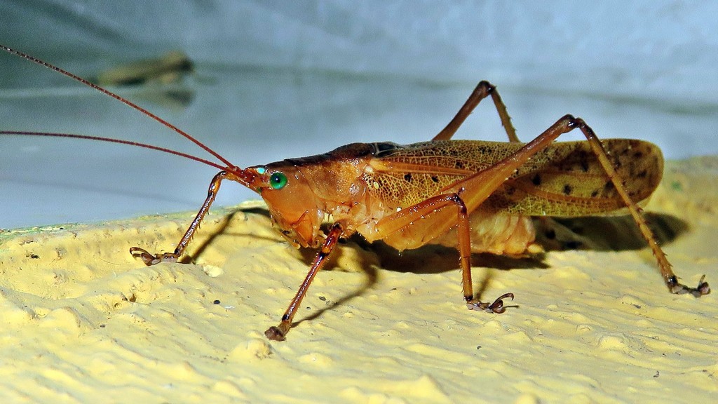 Iaratrox maculata