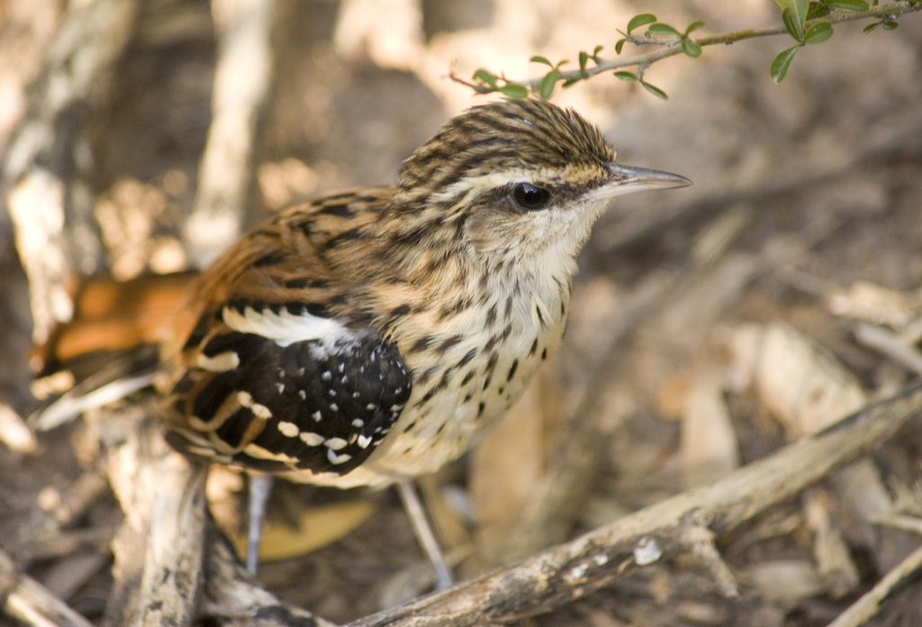 Stripe-backed Antbird photo