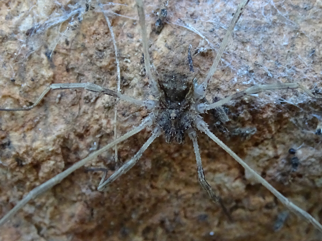 Oligolophinae from Ψυχικό, Ελλάδα on April 02, 2005 at 06:55 PM by ...