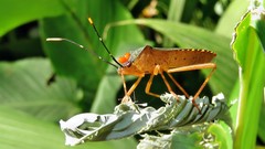 Leptoscelis elongator