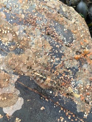 Acanthochitona fascicularis