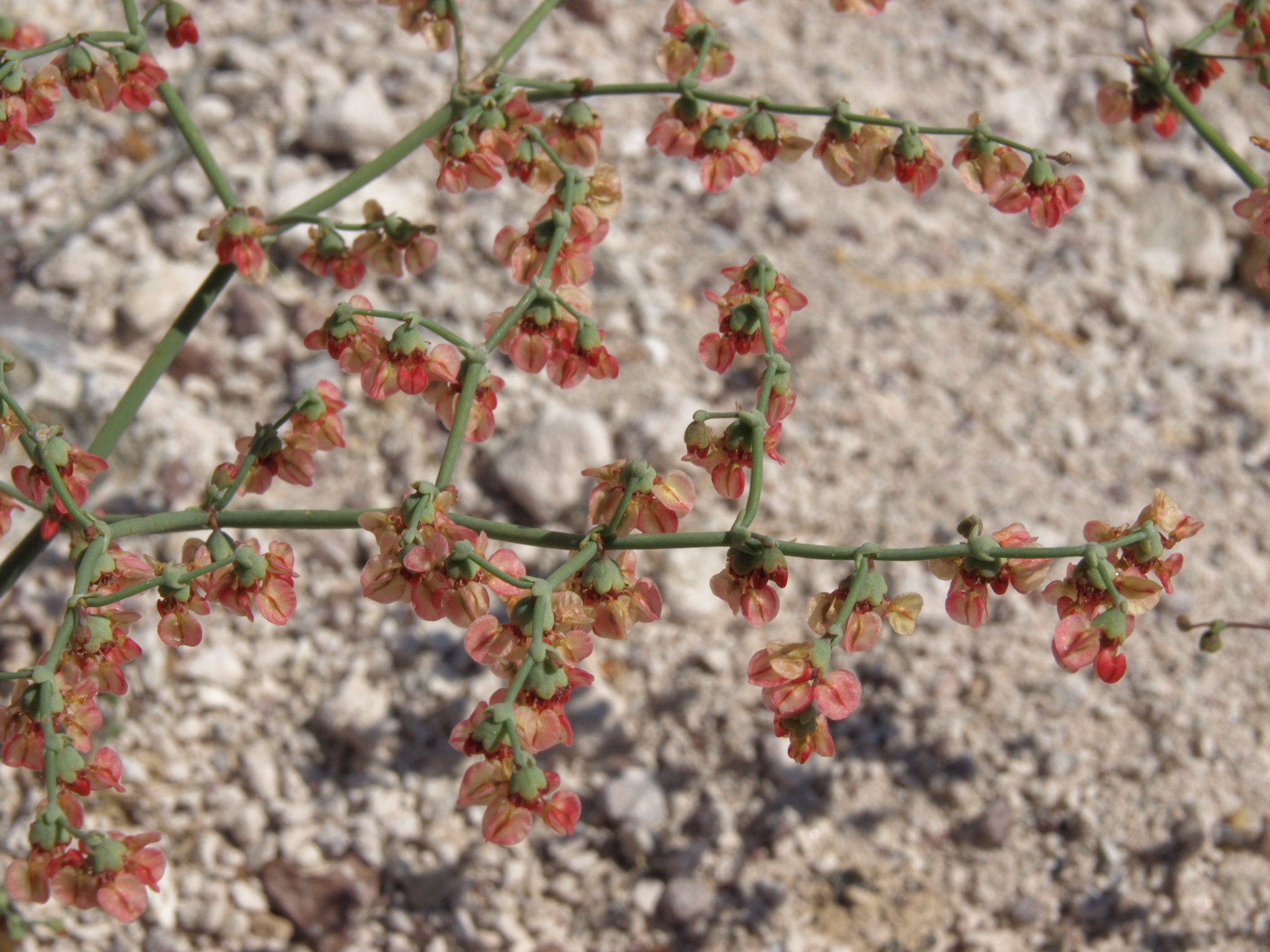 Eriogonum hookeri