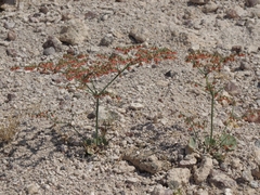Eriogonum hookeri
