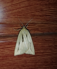 Euclidiodes meridionalis