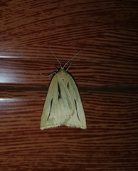 Euclidiodes meridionalis