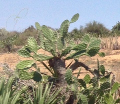 Opuntia