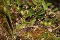 Bulbophyllum sambiranense