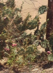 Opuntia