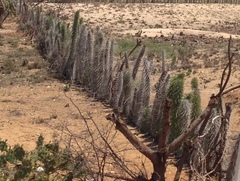 Didierea madagascariensis