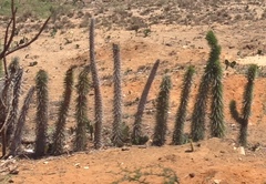 Didierea madagascariensis