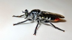 Andrenosomatini