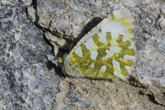 Euchloe simplonia