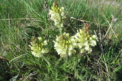 Pedicularis comosa
