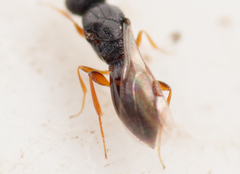 Ceraphronoidea