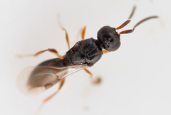 Ceraphronoidea