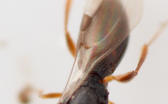 Ceraphronoidea