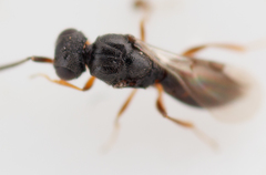 Ceraphronoidea