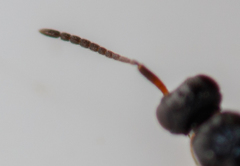 Ceraphronoidea