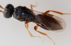 Ceraphronoidea