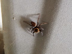 Hasarius adansoni
