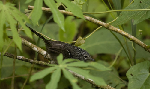 Dusky-tailed Antbird (Drymophila malura), photo 10