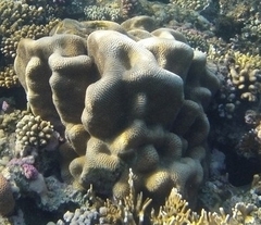 Leptoria phrygia