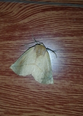 Macrolyrcea monochorda
