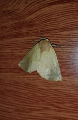 Macrolyrcea monochorda