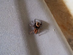 Hasarius adansoni