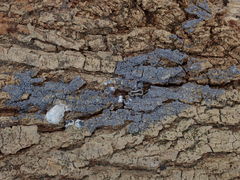 Physarum didermoides