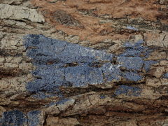 Physarum didermoides