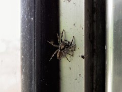 Menemerus bivittatus