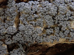 Physarum didermoides