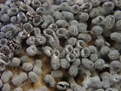 Physarum didermoides