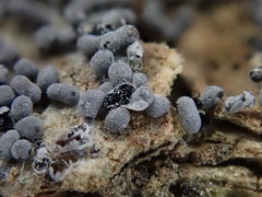 Physarum didermoides