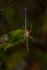 Argiope ranomafanensis