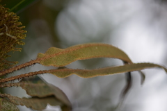 Elaphoglossum splendens