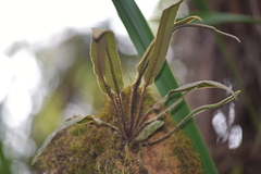 Elaphoglossum splendens