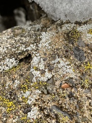 Myriolecis semipallida
