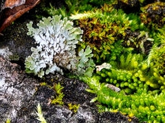 Physconia americana