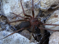 Loxosceles rufescens
